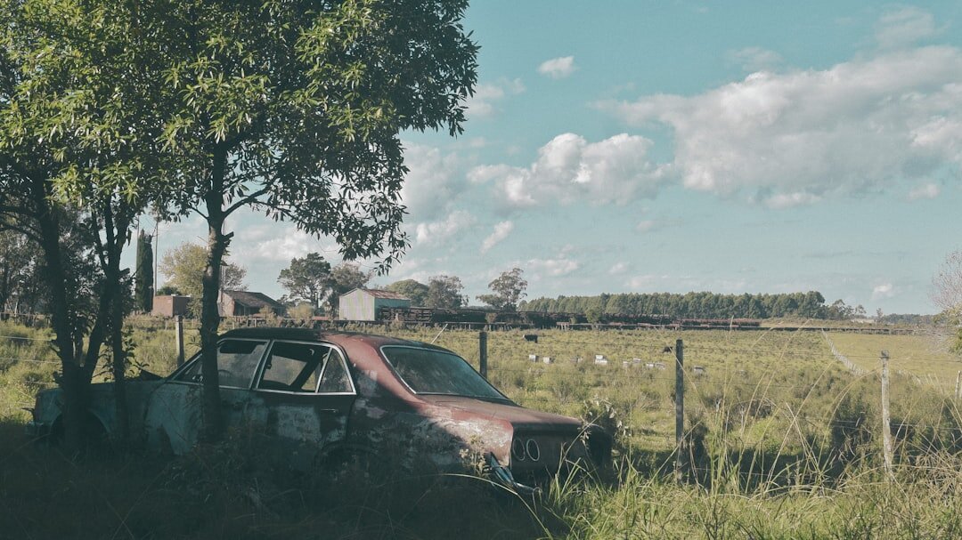 Vintage automobile parked among vineyards in the Canelones countryside